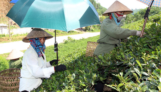  Thời gian qua, xã Quang Sơn (Đồng Hỷ) đã đạt nhiều kết quả khả quan trong phát triển kinh tế - xã hội, trong đó có sự đóng góp quan trọng của đội ngũ cán bộ cơ sở. Trong ảnh: Người dân xóm Xuân Quang 1 thu hái chè sản xuất theo hướng hàng hóa.