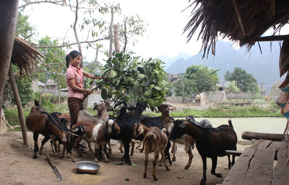  Sau 2 năm, từ 9 con nuôi ban đầu, hiện đàn dê của gia đình chị Nguyễn Thị Hường, xóm Làng Lớn, xã Yên Lạc (Phú Lương) đã tăng lên gần 30 con.