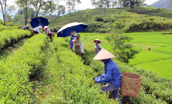  Hiện nay, gia đình ông Đặng Ngọc Hà, Chi hội trưởng Chi hội Cựu chiến binh thôn Phú Hội 2, xã Sơn Phú (Định Hóa) có 1 ha chè giâm canh, cho thu hoạch hơn 2 tạ chè búp khô/lứa, thu nhập trên 250 triệu đồng/năm.