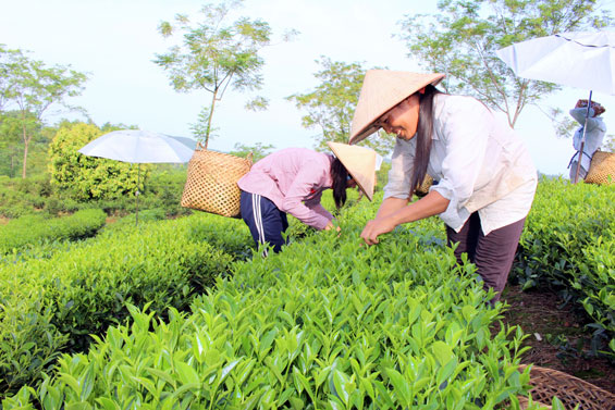   Với 1,5 mẫu chè cành LDP1, gia đình bà Đặng Thị Tuất, thôn Vũ Quý, xã Sơn Phú (Định Hóa) thu nhập gần 100 triệu đồng/năm.