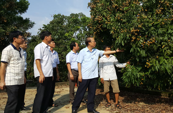  Lãnh đạo thị xã Phổ Yên thăm vườn nhãn của một hộ dân xóm Khe Đù (Phúc Thuận).