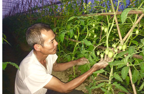  Mô hình nhà bạt trồng rau sạch đầu tiên của gia đình ông Tô Công Minh xuất hiện tại cánh đồng Đuổm, xóm Đồng Niêng, xã Động Đạt đã mở ra tiềm năng về vùng sản xuất rau sạch hàng hóa tại huyện Phú Lương.