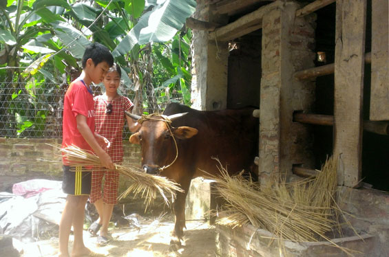 Hằng ngày, ngoài giờ lên lớp, về nhà hai em Dương Văn Linh (sinh năm 2003) và Dương Thị Trà My (sinh năm 2005), xóm Múc, xã Úc Kỳ (Phú Bình) vẫn thường phụ bà làm việc nhà, ra đồng thả bò, cắt cỏ, lấy rau lợn...