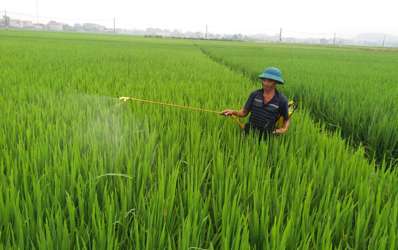  Nông dân xã Úc Kỳ (Phú Bình) phun thuốc trừ sâu bệnh hại lúa.