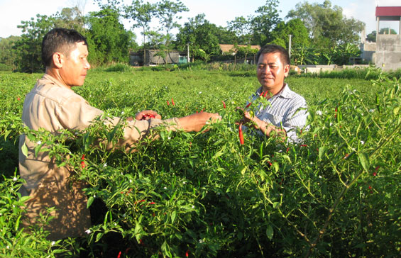  Ông Chất (bên phải) thường xuyên tư vấn kỹ thuật chăm sóc cây ớt cho bà con trong vùng.