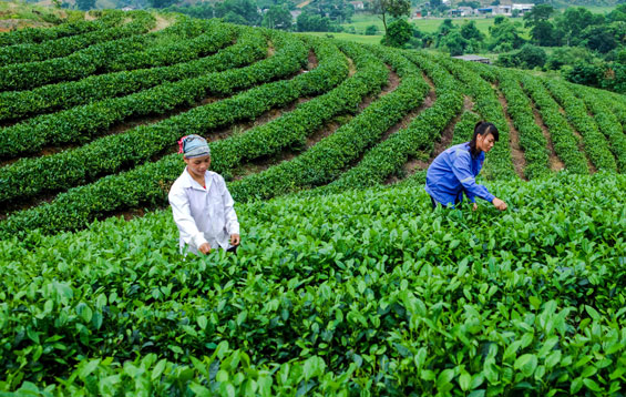  Người dân xóm 10, xã Tân Linh (Đại Từ) thu hái chè sản xuất theo tiêu chuẩn VietGAP