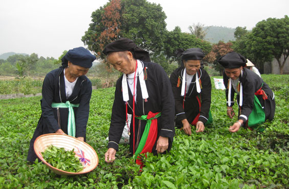 Bà con người dân tộc Sán Dìu ở xóm Hồng Cóc, xã Phúc Thuận (T.X Phổ Yên) giúp nhau thu hái chè. Ảnh: Cao Nguyên
