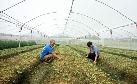   Được sự khuyến khích, hỗ trợ của UBND huyện Đại Từ và UBND thị trấn Hùng Sơn, gia đình ông Nguyễn Văn Lý ở xóm Xuân Đài đã áp dụng mô hình nhà lưới trồng rau an toàn.