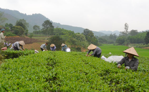  Cùng với lãnh đạo phát triển kinh tế, Chi bộ Đồng Vầu (ghép 3 xóm 1, 2 và 3), xã Phúc Tân cũng chú trọng tạo nguồn phát triển đảng viên mới để đủ điều kiện chia tách nhằm hoạt động hiệu quả hơn.  Trong ảnh: Bà con xóm 1, xã Phúc Tân thu hái chè.