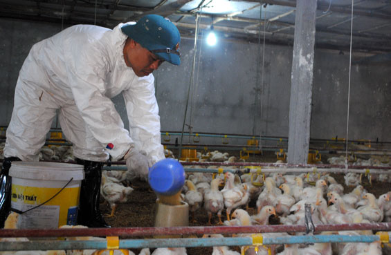   Hiện nay, giá gà lông trắng chỉ còn trung bình 15 nghìn đồng/kg, khiến nhiều hộ chăn nuôi trên địa bàn tỉnh thua lỗ nặng. Trong ảnh: Anh Phạm Văn Hoàn, ở xóm Bầu 2, xã Phấn Mễ (Phú Lương) chăm sóc đàn gà của gia đình.