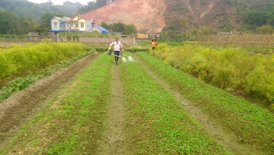  Với kinh nghiệm trồng hoa lâu năm, bà con nông dân xã Huống Thượng (Đồng Hỷ) rất mong được tham gia chương trình phát triển nông nghiệp ứng dụng công nghệ cao của tỉnh.