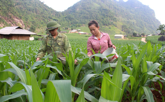  Bà con người Mông ở khu Lân Thùng, xóm Đồng Dong, xã Phương Giao (Võ Nhai) chăm sóc ruộng ngô được hỗ trợ theo Đề án 2037.