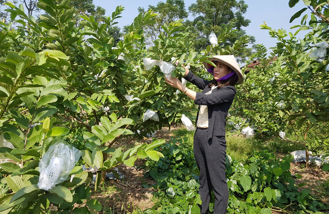  Vườn ổi của gia đình bà Trương Thị Ba, ở xóm Thanh Chử, xã Linh Sơn (T.P Thái Nguyên) cho thu nhập từ 250 đến 300 triệu đồng/năm.