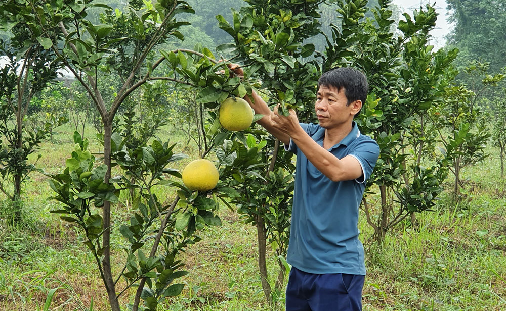  Những cây bưởi đào được trồng theo mô hình nông nghiệp công nghệ cao tại Trường Đại học Nông lâm sau hơn 1 năm đã cho thu hoạch.