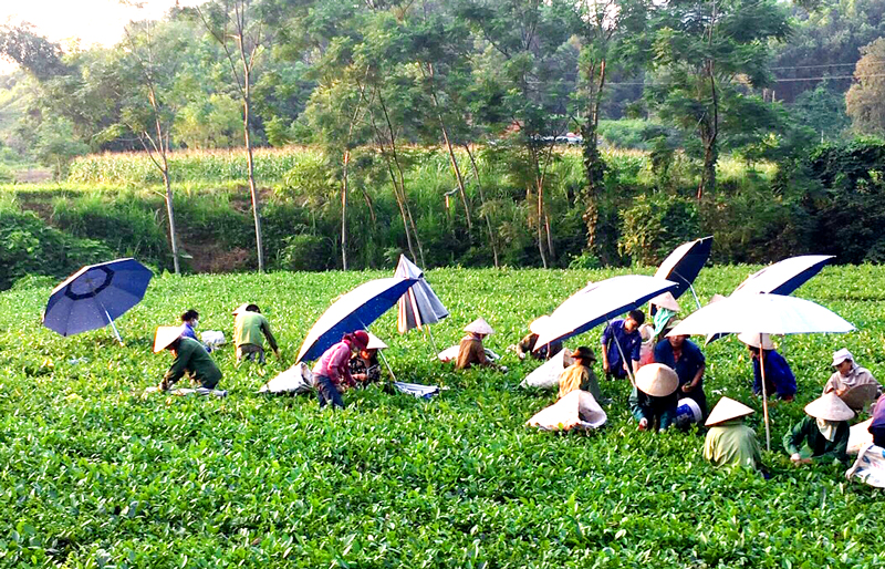  Phá thế độc canh cây lúa, hơn chục năm nay, đồng bào người dân tộc thiểu số (Tày, Nùng, Mông…) ở xã Văn Lăng (Đồng Hỷ) đã đưa giống chè lai vào trồng mang lại nguồn thu nhập ổn định. Trong ảnh: Người dân xóm Vân Lăng, xã Văn Lăng thu hái chè chính vụ.