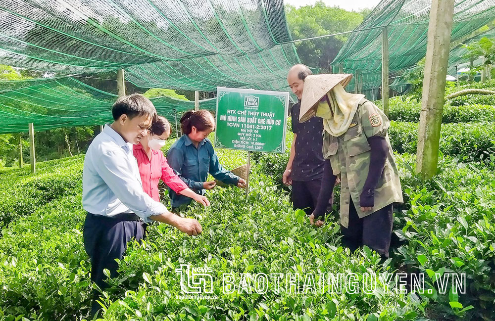 Thành viên Hợp tác xã chè Thủy Thuật (xã Phúc Trìu, TP. Thái Nguyên) thu hái chè hữu cơ.