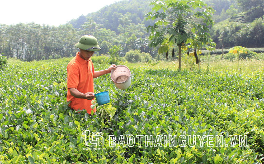  Nhiều hộ dân ở xã Phú Đô bắt đầu sử dụng phân bón hữu cơ để bón cho cây chè.