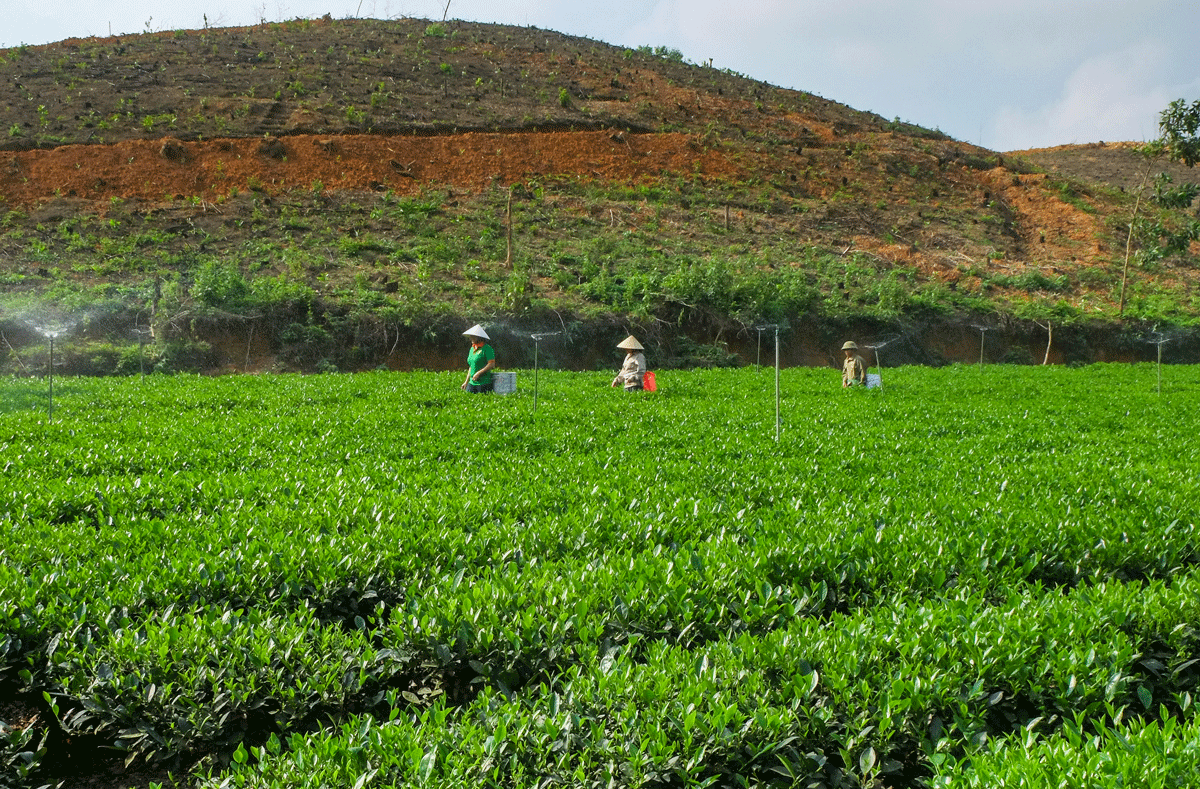 Thu hái chè ở Khe Mo.