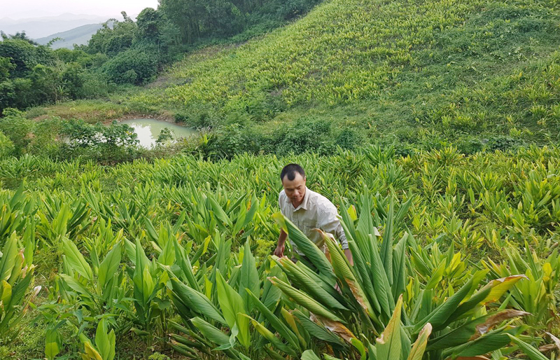  Với mỗi ha trồng nghệ, mỗi vụ, anh Hứa Văn Tiền thu lãi từ 100-120 triệu đồng.