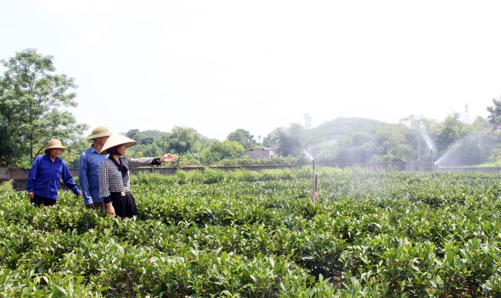   Người dân xã Cù Vân lắp đặt hệ thống tưới tự động đối với các diện tích chè trồng tập trung.