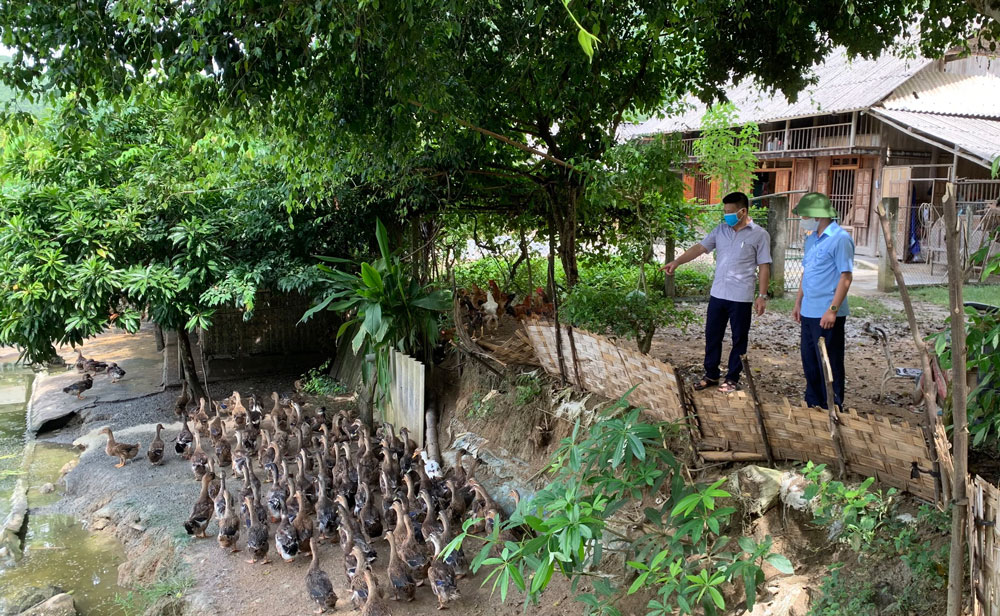  Dự án hỗ trợ người dân chăn nuôi vịt bầu cổ xanh tại xã Linh Thông (Định Hóa) cho hiệu quả kinh tế cao, giúp nhiều hộ nâng cao thu nhập.