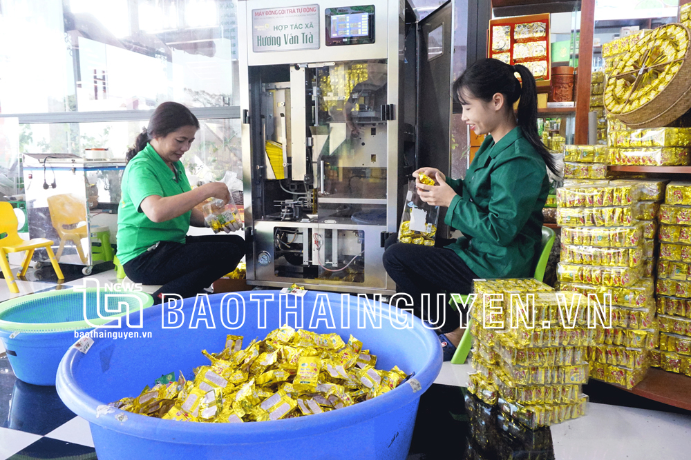   Đóng gói sản phẩm chè tại HTX Hương Vân Trà, phường Đồng Quang (TP. Thái Nguyên).  