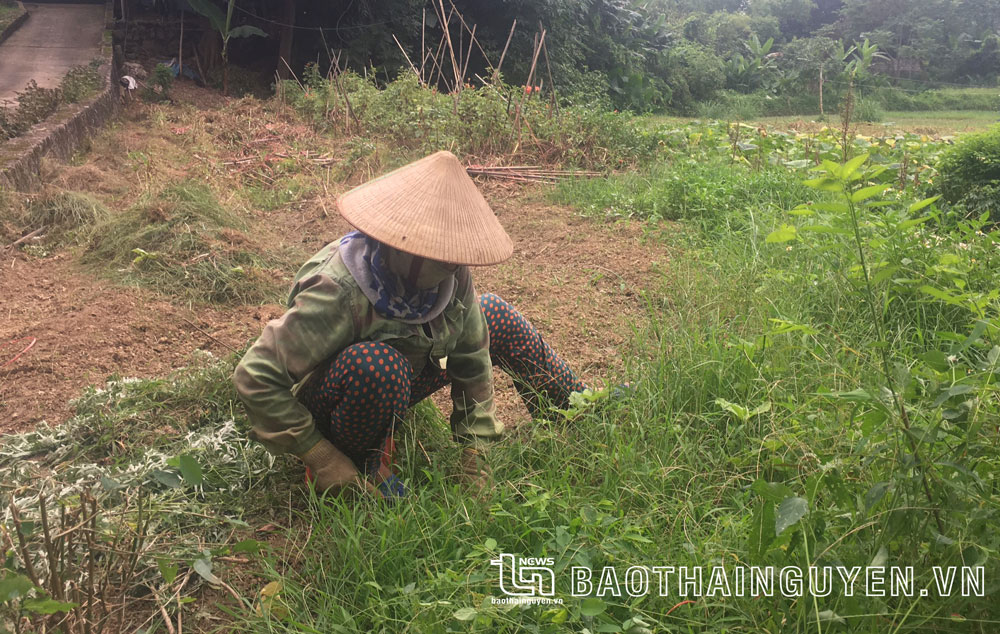  Người dân xóm Bến Đò, xã Linh Sơn (TP. Thái Nguyên), dọn cỏ để chuẩn bị trồng lứa rau mới.