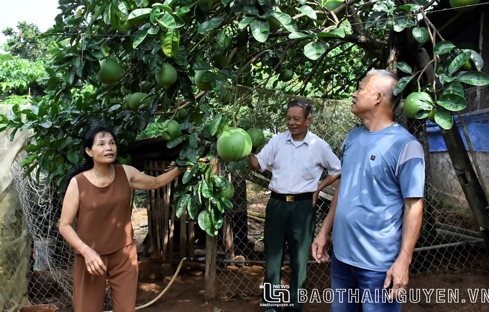  Gia đình ông Nguyễn Văn Đông, người cao tuổi ở xóm Tướng Quân, xã Hóa Thượng (Đồng Hỷ), có trang trại gà thịt và trồng cây ăn quả, đạt thu nhập từ 150-200 triệu đồng/năm.