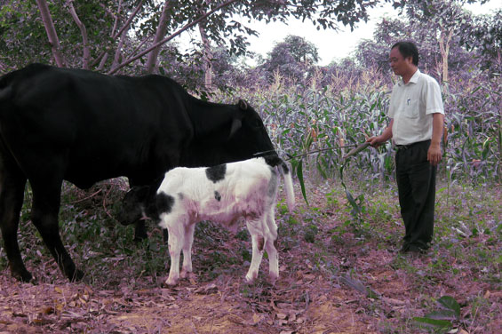  Năm 2014, Trung tâm Giống vật nuôi tỉnh đã lai tạo thành công giống bò BBB với nái nền lai Sind của địa phương bằng phương pháp thụ tinh nhân tạo. Trong ảnh: Con bò lai F1 BBB được sinh ra từ phương pháp thụ tinh nhân tạo ở tổ 6, phường Lương Châu (T.X Sông Công).