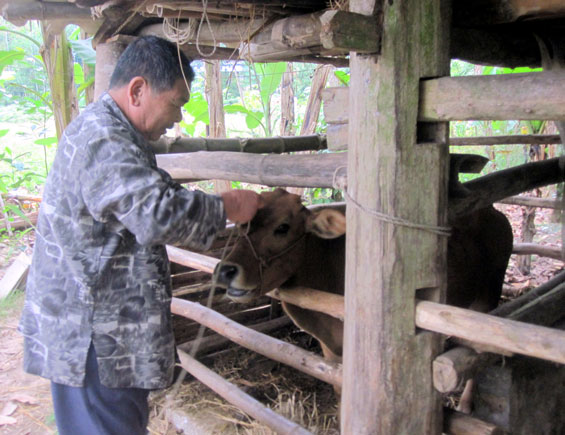  Con bò giống được gia đình ông Lường Văn Đanh, xóm Làng Lường, thị trấn Đình Cả (Võ Nhai) chăm sóc rất cẩn thận.