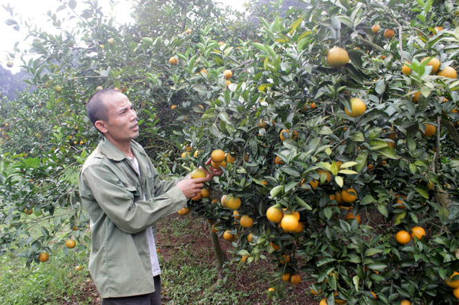  Ông Hoàng Văn Bạo, xóm Yên Ngựa, xã Lâu Thượng (Võ Nhai) bên vườn cam Vinh của gia đình.