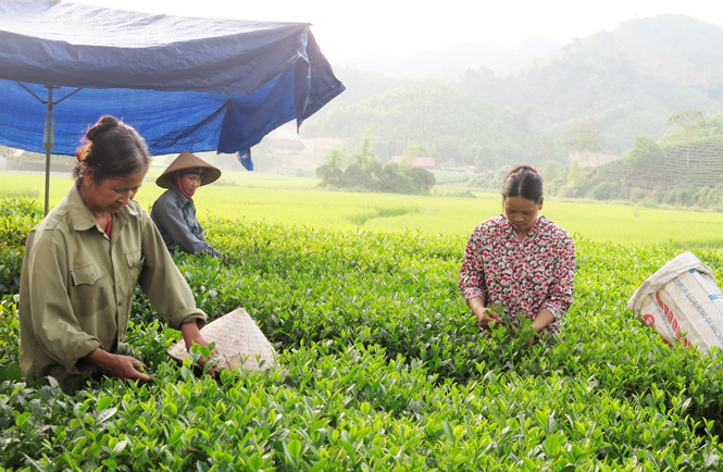 Bà con xóm Nhâu, xã Liên Minh (Võ Nhai) thu hoạch chè.