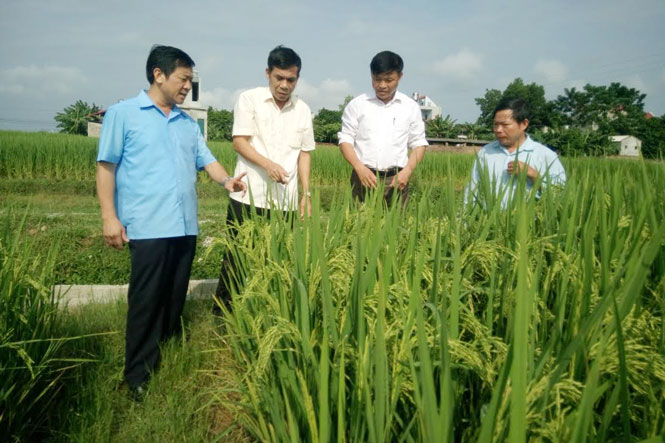  Lãnh đạo huyện Phú Bình kiểm tra mô hình sản xuất lúa hữu cơ BTE-1 tại xã Tân Đức.