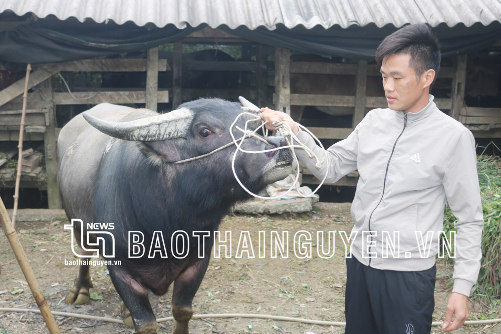  Nhờ chăn nuôi trâu, bò vỗ béo, gia đình anh Ngô Văn Lý trở thành hộ có kinh tế khá giả.