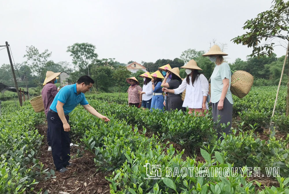  Khách quốc tế trải nghiệm tại HTX Trà và du lịch cộng đồng Tiến Yên (TP. Thái Nguyên).