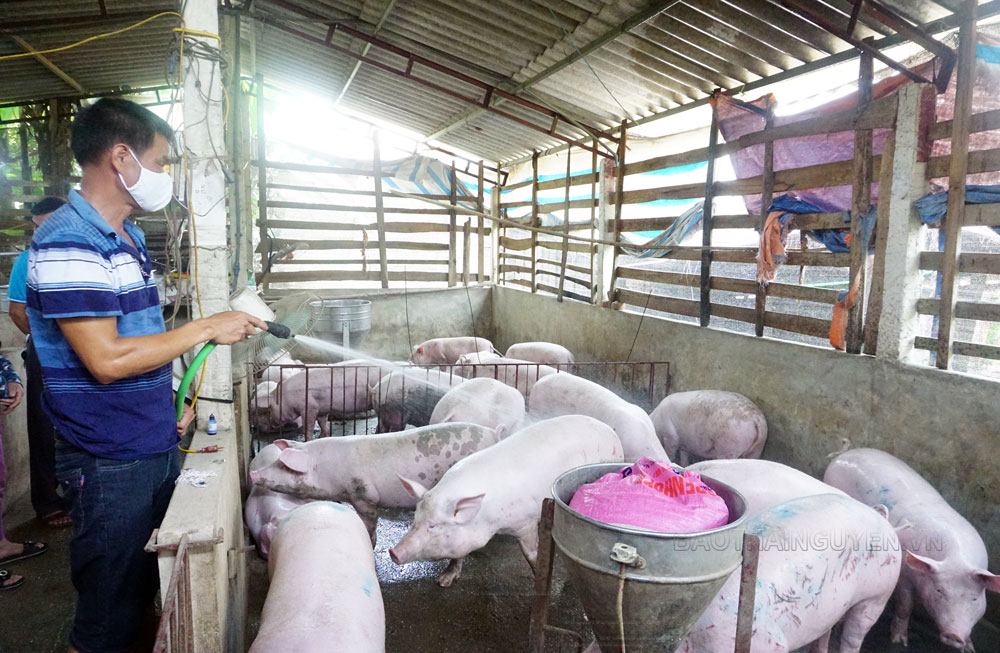  Gia đình anh Trần Văn Lợi, ở xóm Thượng, xã Bảo Lý (Phú Bình) thường xuyên phun nước làm mát cho đàn lợn trong những ngày nắng nóng. 
