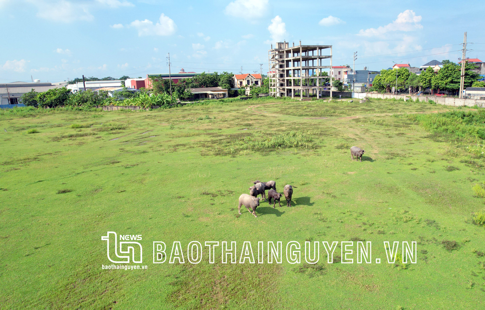  Khu đất rộng gần 3ha được giao cho Công ty CP Công nghiệp thương mại và Dịch vụ y tế Phúc Thái thực hiện Dự án Bệnh viện đa khoa Phúc Thái bị bỏ hoang gần 10 năm nay.