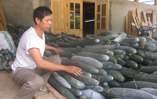  Ông Nguyễn Quốc Toản, xóm bài Kịnh, xã Yên Trạch (Phú Lương) thu hoạch khoảng 4 tấn bí đang chất đống đợi thương lái tới mua.