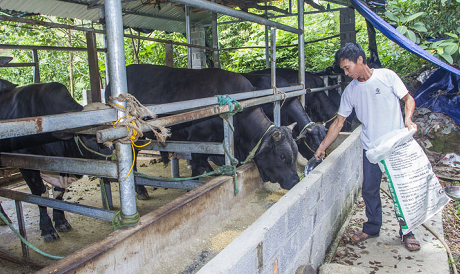 Chăn nuôi bò 3B đang được đánh giá là hướng đi mang lại hiệu quả kinh tế cao. Ảnh: T.L