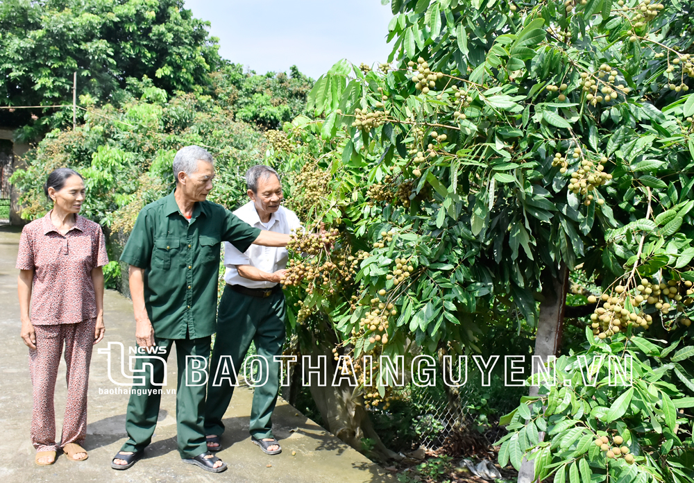 Mô hình nuôi ong lấy mật, trồng cây ăn quả của ông Vũ Thành Ninh (đứng giữa), NCT xóm Tướng Quân, xã Hóa Thượng, cho thu nhập trên 100 triệu đồng/năm.