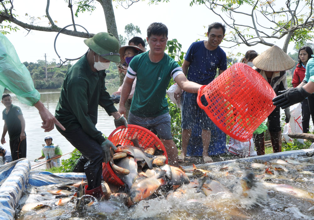  Giai đoạn 2022-2025, huyện Phú Bình dự kiến dành 80ha diện tích mặt nước để nuôi trồng cá rô phi đơn tính. Trong ảnh: Người dân xã Tân Hòa thu hoạch cá.