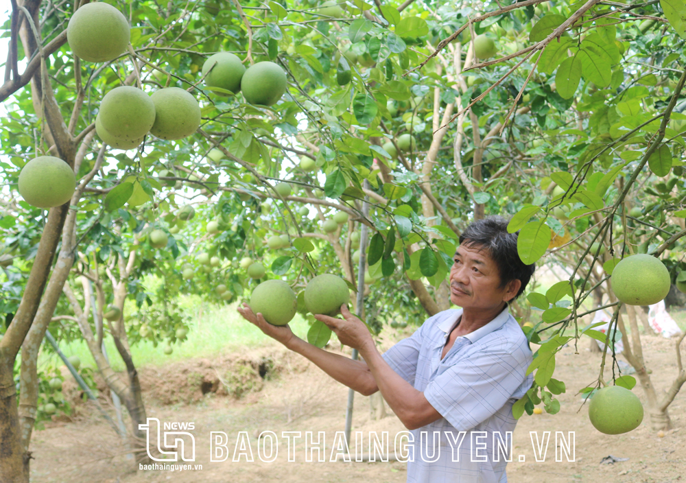  Từ hơn 600 cây bưởi và ổi, gia đình ông Nguyễn Văn Xuân thu nhập trên 350 triệu đồng/năm.