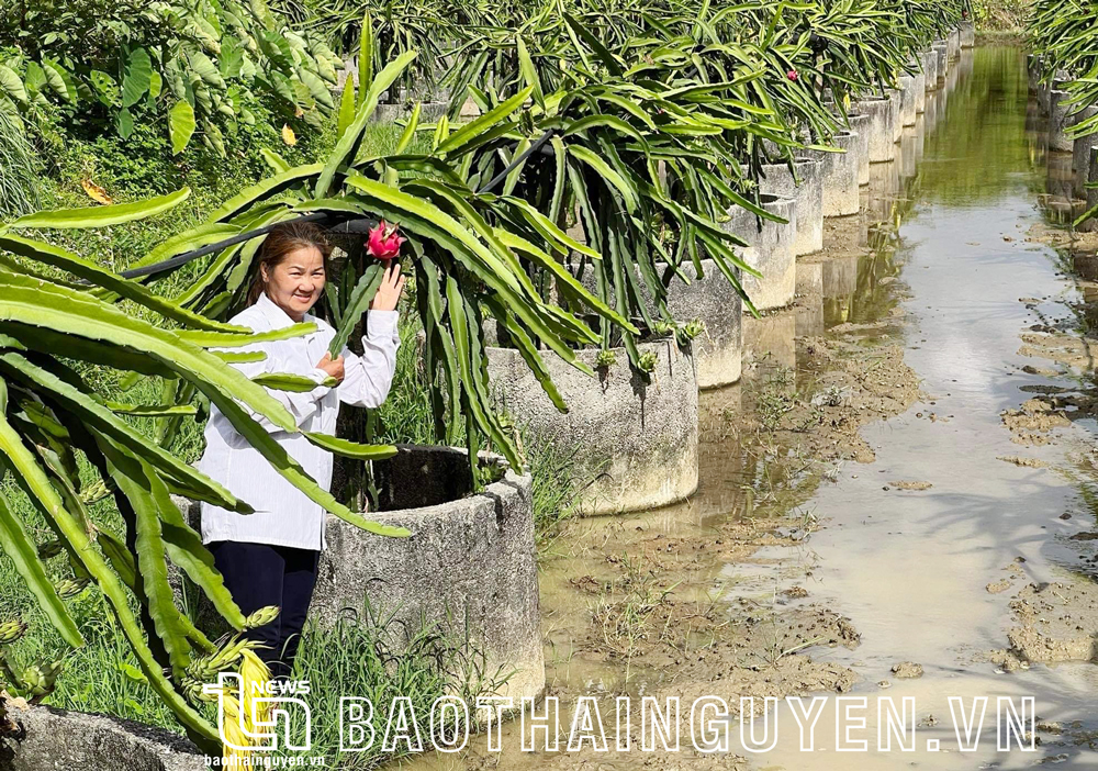 Mô hình trồng thanh long dưới ruộng kết hợp trồng 1 vụ lúa của gia đình chị Hoàng Thị Mỹ, xóm Làng Mới, xã Tân Long có diện tích gần 1 mẫu, mỗi năm cho thu hoạch khoảng 4 tấn thanh long và gần 2 tấn thóc.