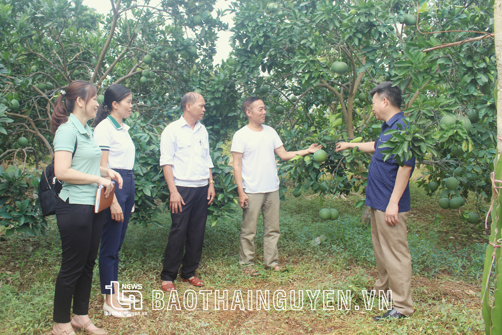  Mô hình trồng cây ăn quả của gia đình ông Nguyễn Văn Quân, tổ dân phố Kè, phường Lương Sơn, thu hút nhiều nông dân đến tham quan, học tập kinh nghiệm sản xuất.