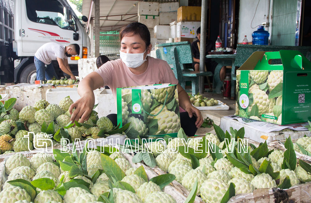  Xã La Hiên có gần 320ha trồng na đặc sản, trong đó có 105ha được cấp chứng nhận VietGAP. Trong ảnh: Thành viên HTX na La Hiên phân loại quả trước khi dán tem truy xuất nguồn gốc cho sản phẩm.