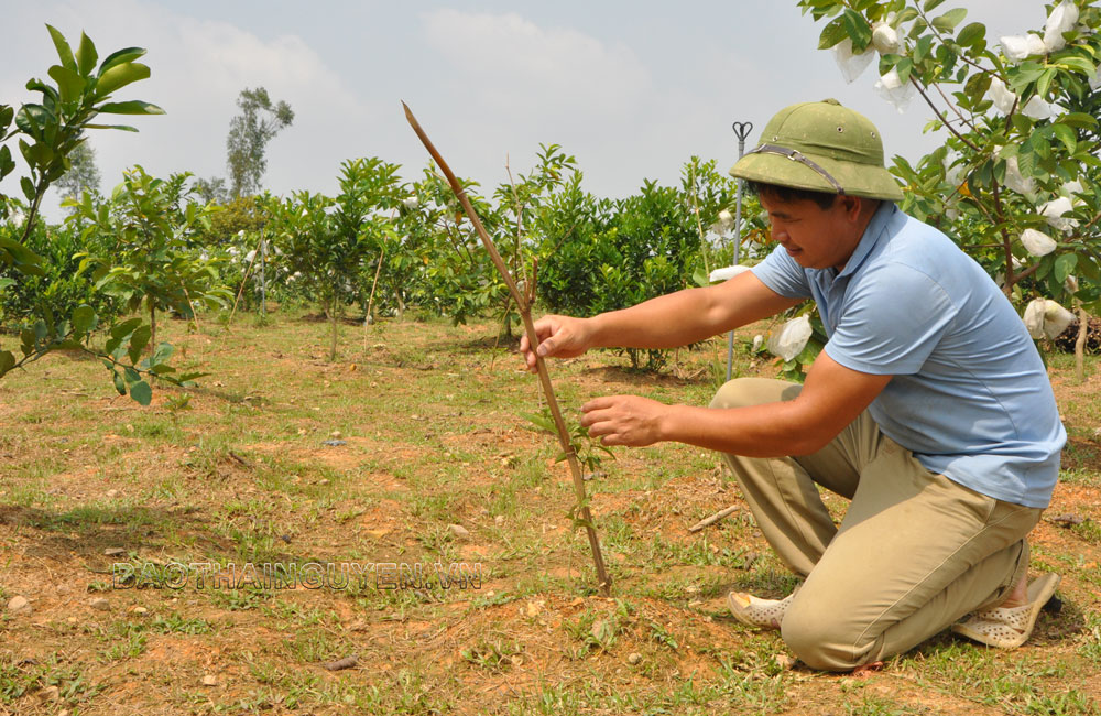  Nhằm nâng cao giá trị đất trồng, T.P Sông Công đã chỉ đạo các cơ quan chuyên môn triển khai mô hình trồng cây ba kích tím dưới tán rừng tại xã Vinh Sơn (nay thuộc phường Châu Sơn) với 18 hộ tham gia, quy mô 5ha. Các hộ dân được hỗ trợ về giống, phân bón và tập huấn kỹ thuật trồng, chăm sóc cây. 