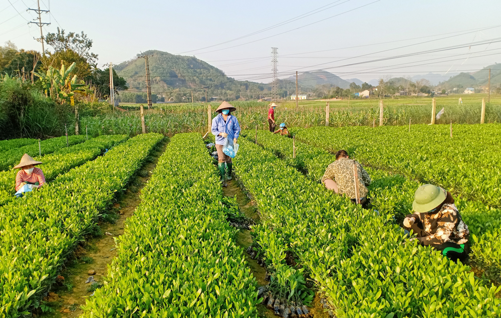  Người dân lấy cây giống tại vườn ươm của Hợp tác xã dịch vụ nông nghiệp Động Đạt.