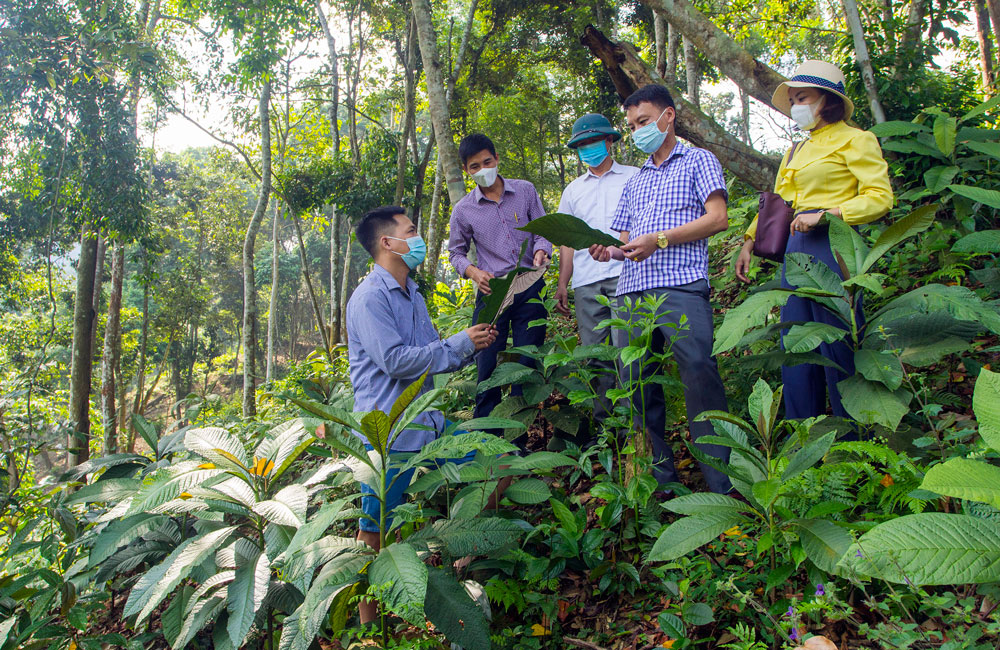   Đại diện  Trung tâm Dịch vụ nông nghiệp huyện Võ Nhai chia sẻ kỹ thuật trồng cây khôi nhung với người dân xã Sảng Mộc.