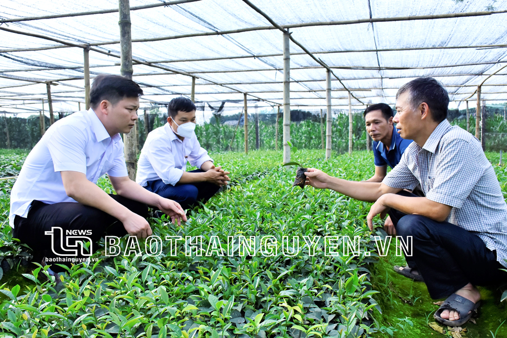  CCB Nguyễn Ngọc Khoa, xã Hoàng Nông (ngồi ngoài, bên phải), là hội viên điển hình làm kinh tế giỏi với mô hình ươm chè giống.