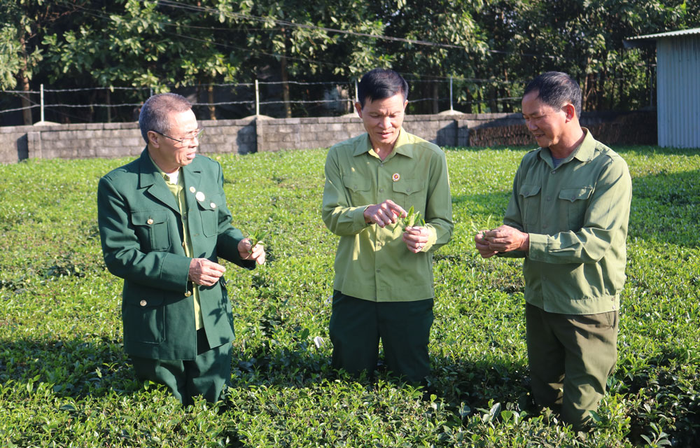  Cựu chiến binh xã Tân Cương (T.P Thái Nguyên) trao đổi kinh nghiệm nâng cao giá trị sản phẩm chè.